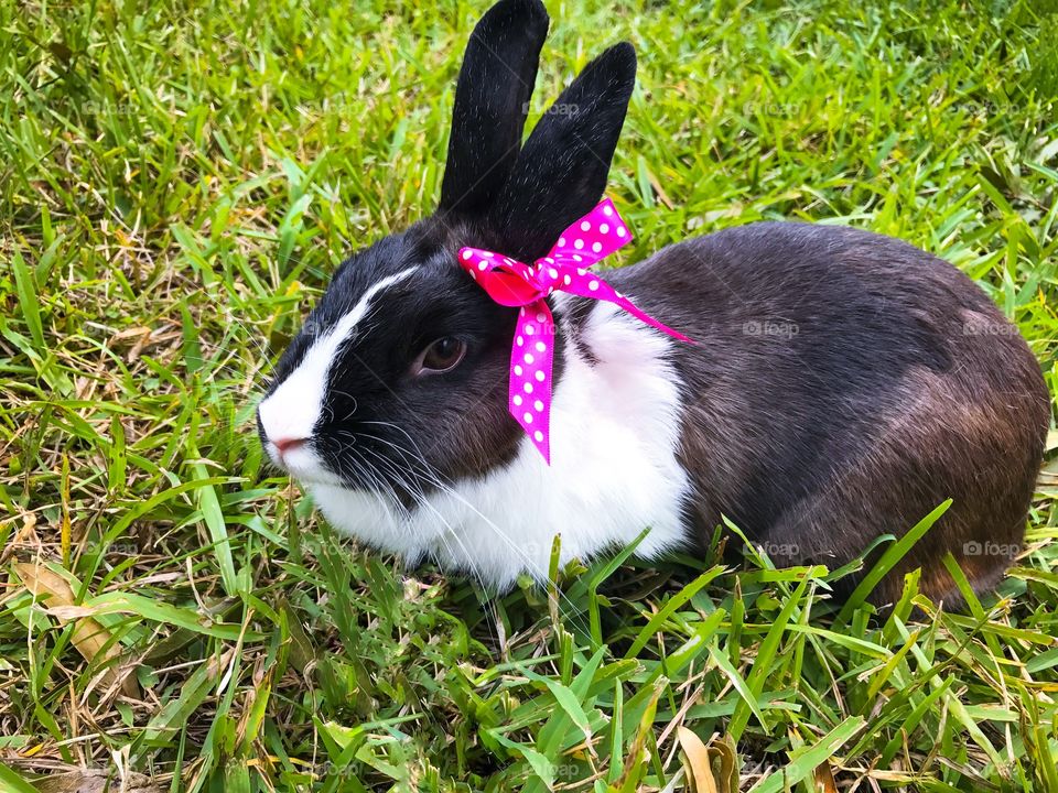 bunny wearing a bow