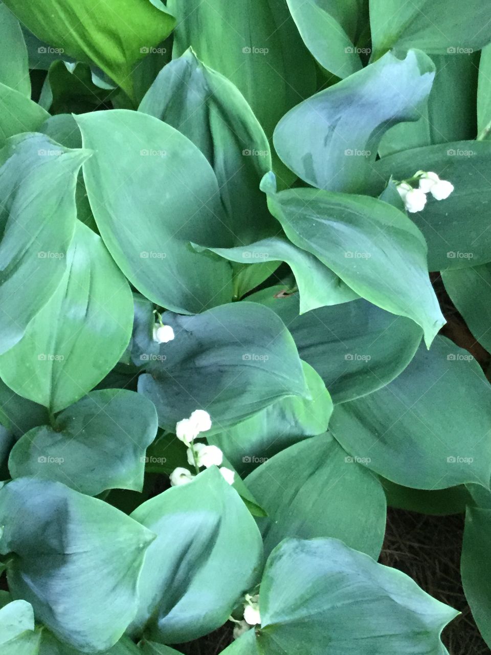 Lily of the valley
