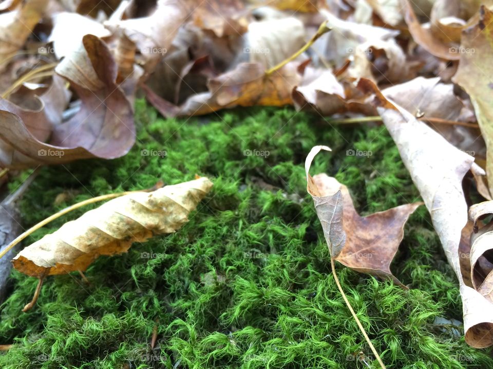 Fall leaves 🍃 in moss