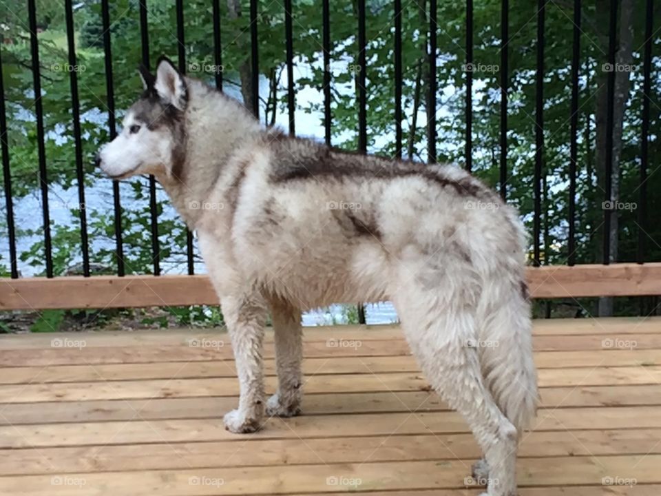 Incredible Husky Dogs