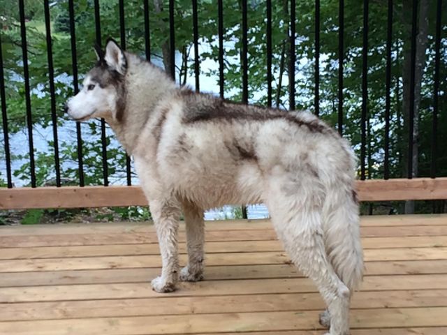 Incredible Husky Dogs
