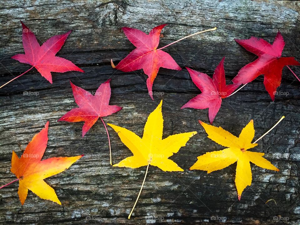 Red and yellow colorful leaves on rustic wooden table 
