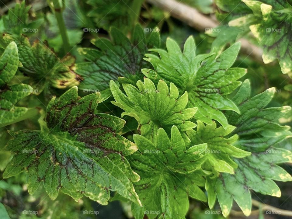 Close-up view of a green plant with leaves that have beautiful texture and color. These leaves look healthy and lush