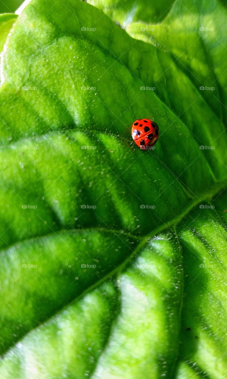 Spotted Ladybug on leaf