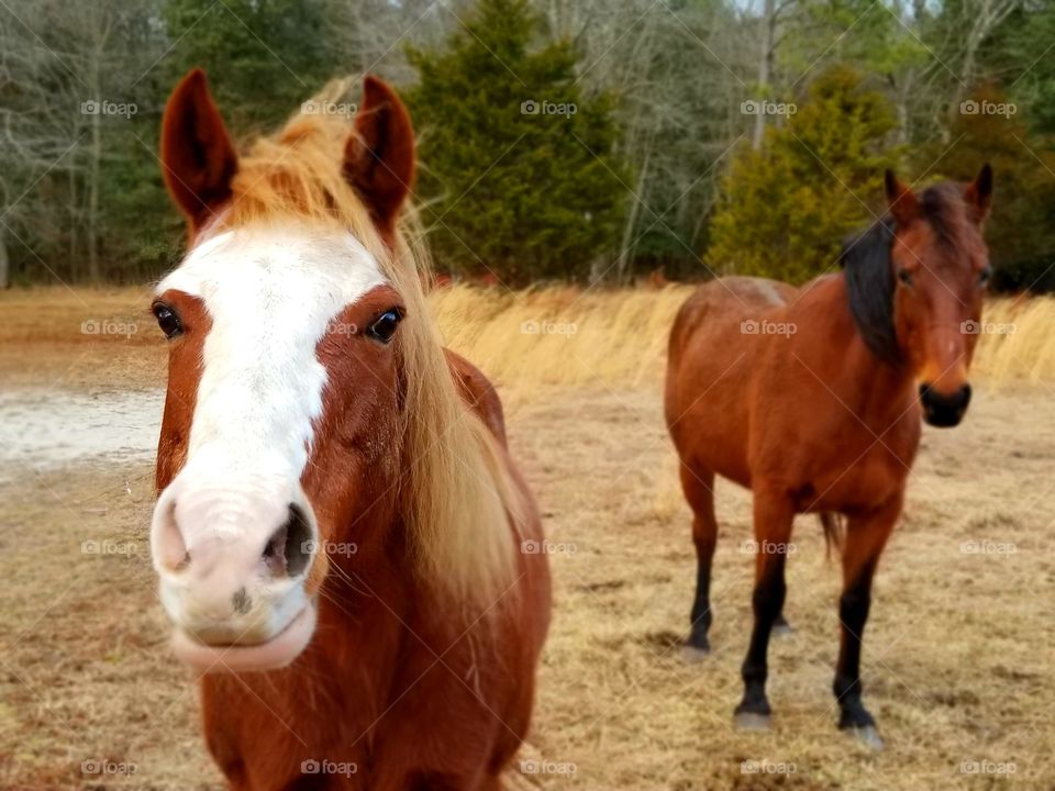 Sorrel mare with a bay mare
