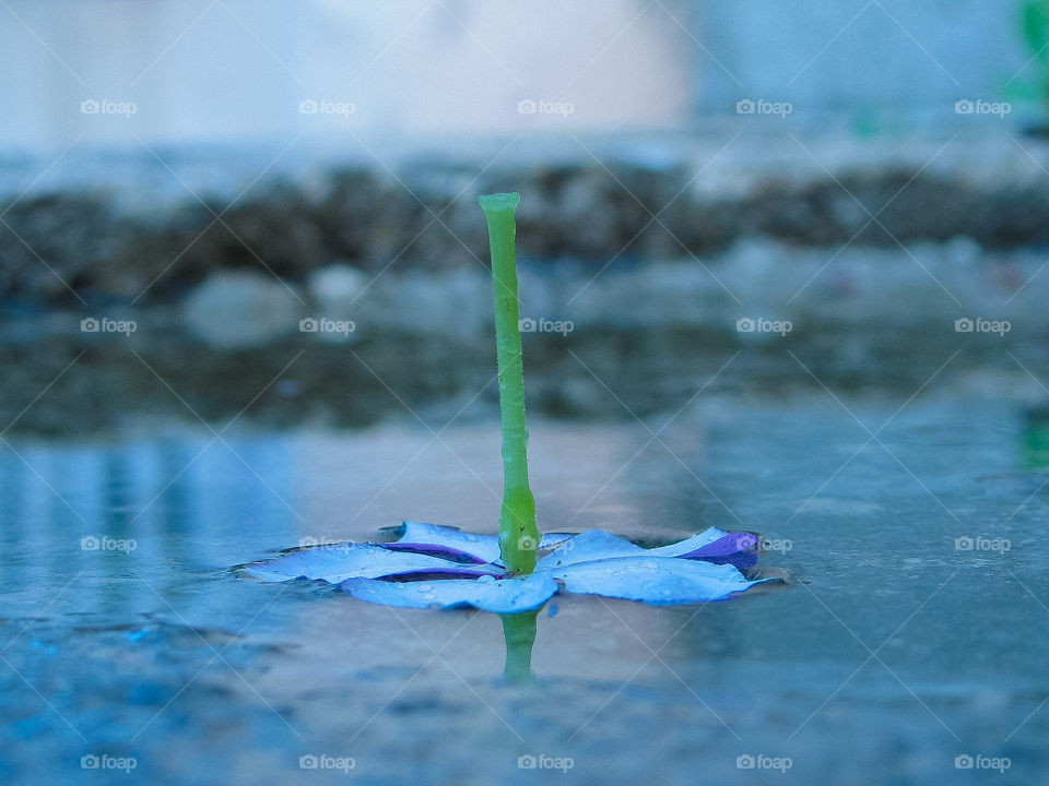 Flower Floating in a Rainy Day