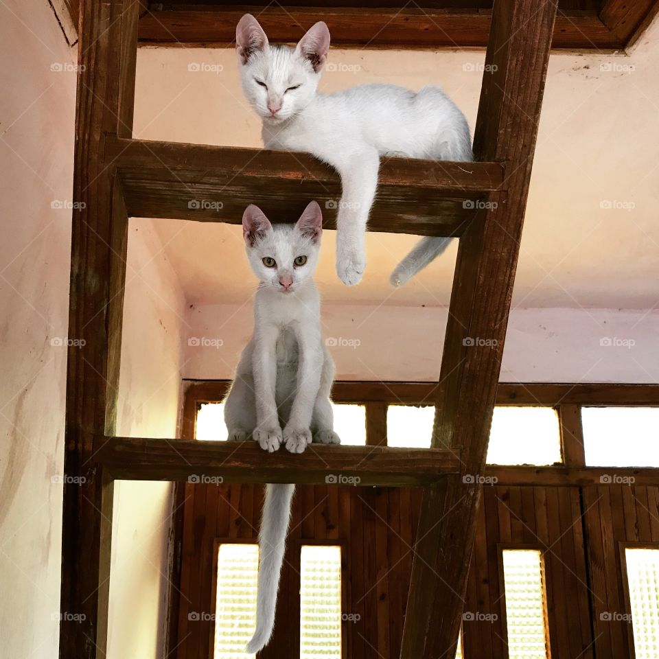 Two white half-siamese cats, sitting on ladder and looking to the camera. White cats. Half-siamese cats.