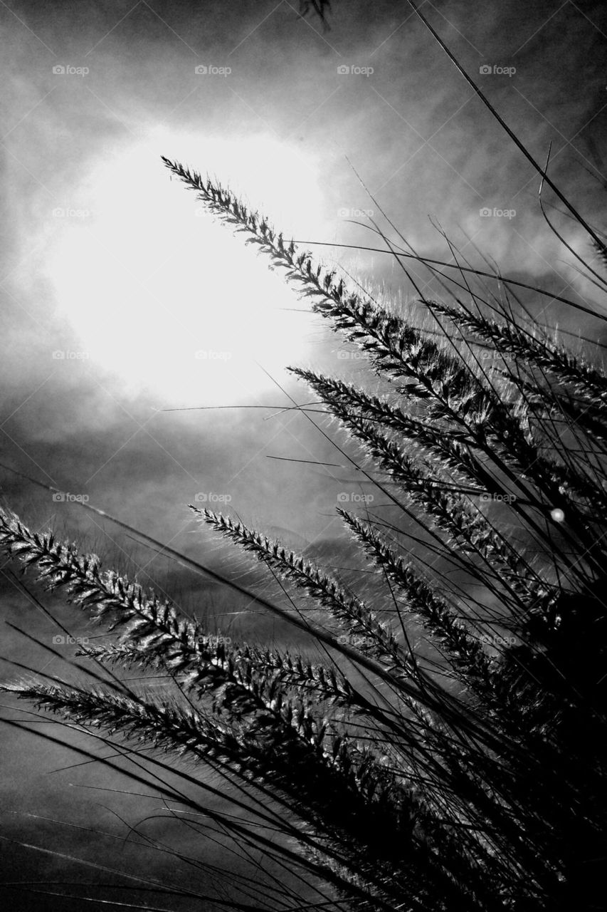 Black and White Sea Grass