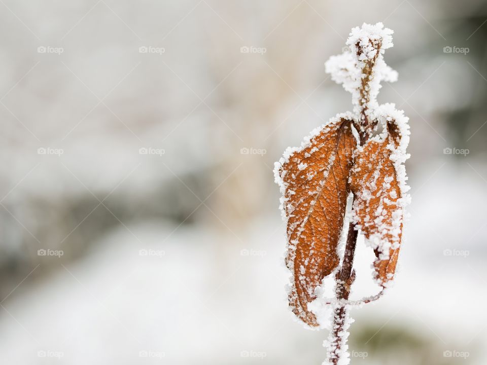 Close-up of snowflake on plant