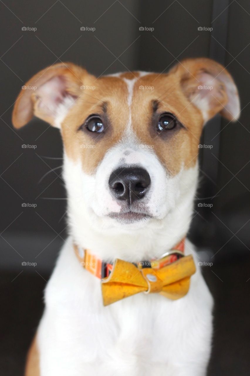 Puppy with yellow bow tie. 