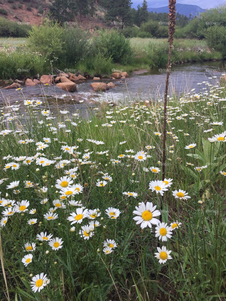 Colorado Valley filled with Flowers