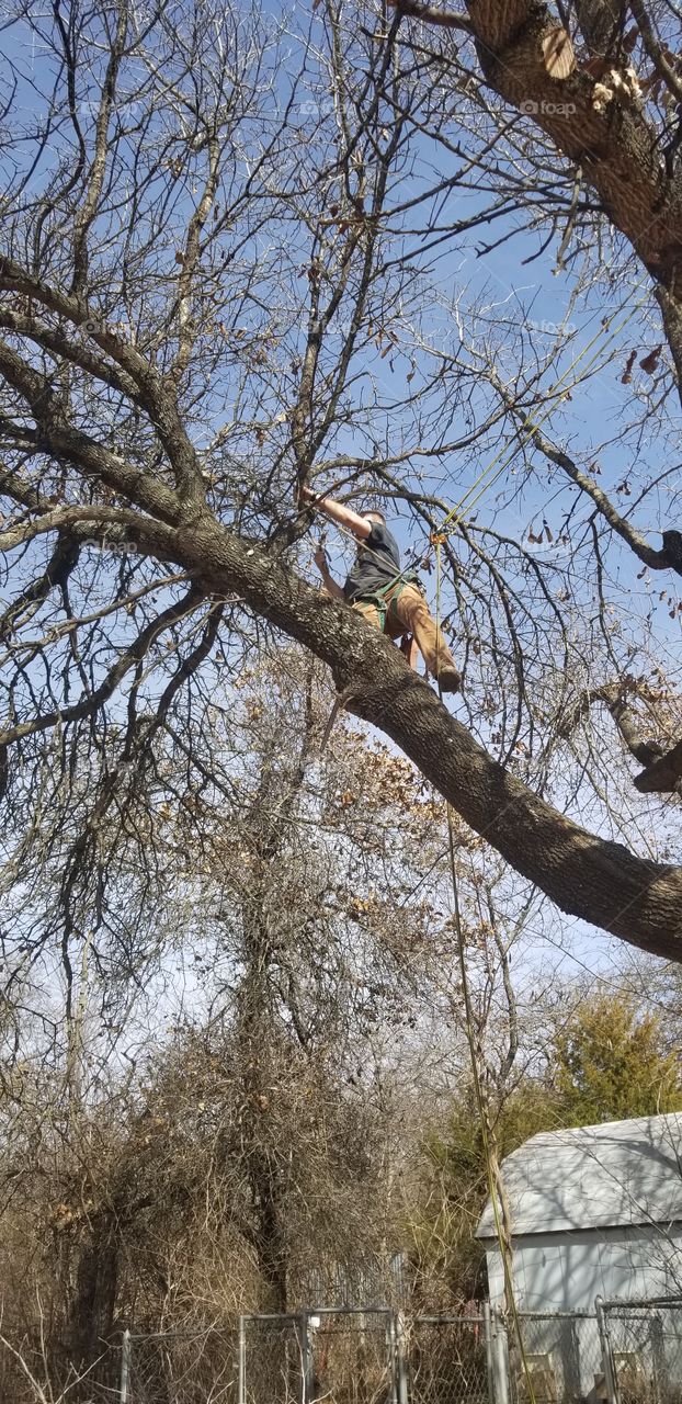 man climbs tree to trim limbs