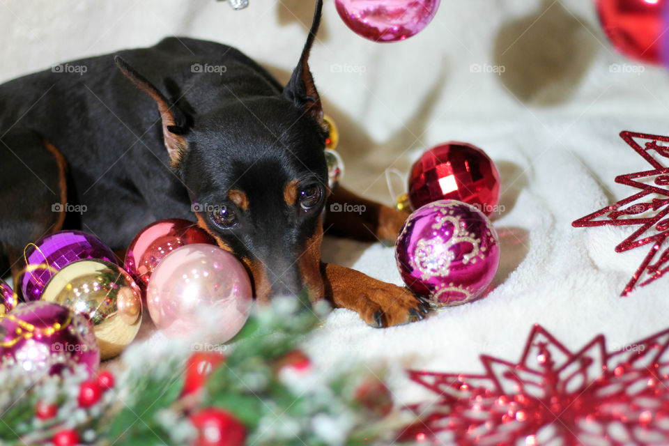 Christmas pinscher dog