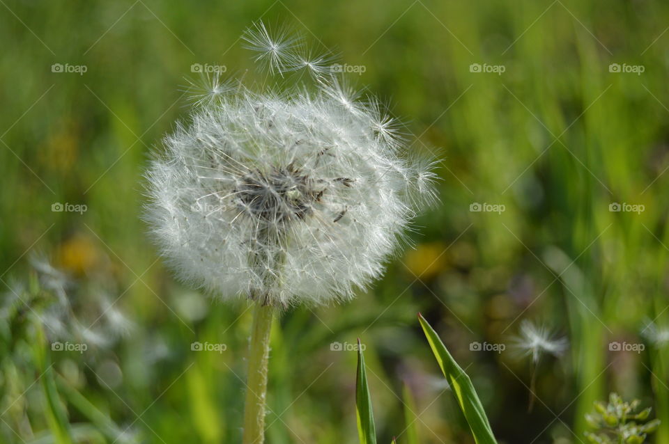 Dadelion in the wind