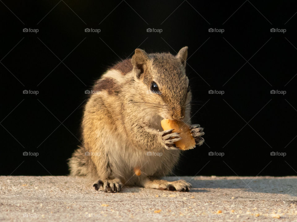 Cute Squirrel