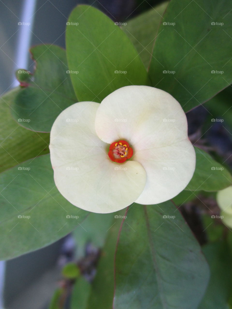 white flower