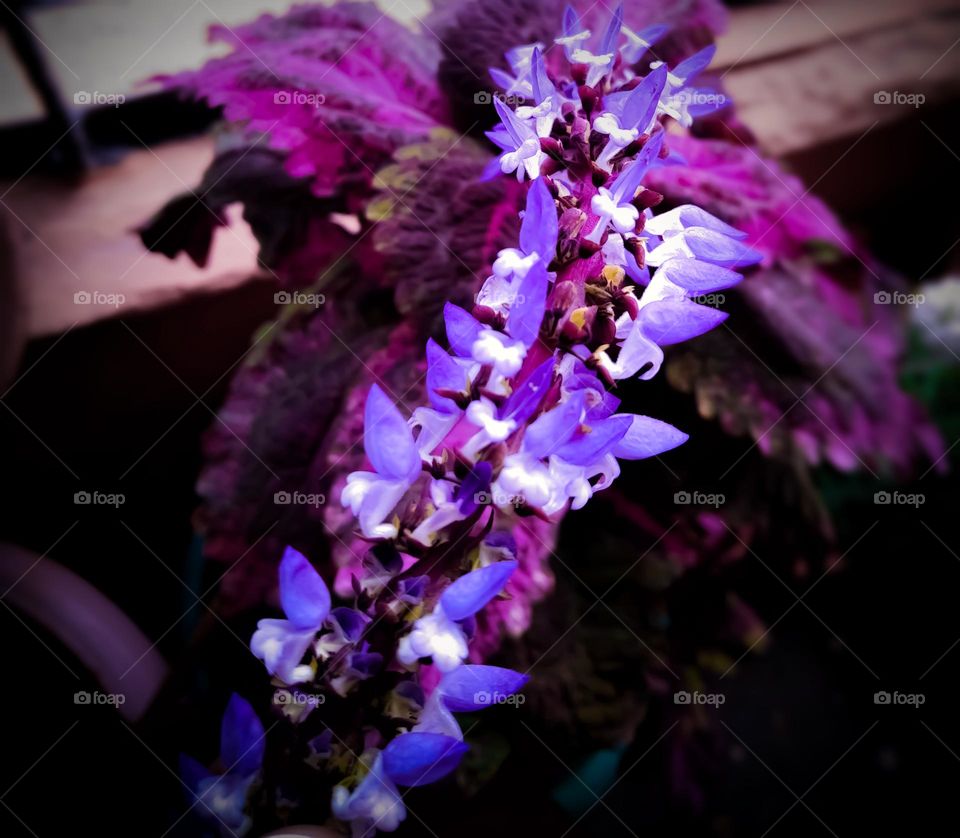 lavender love ..💜