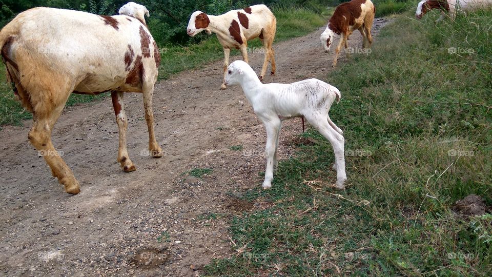 so sweetly
 few minutes back
 jest born baby