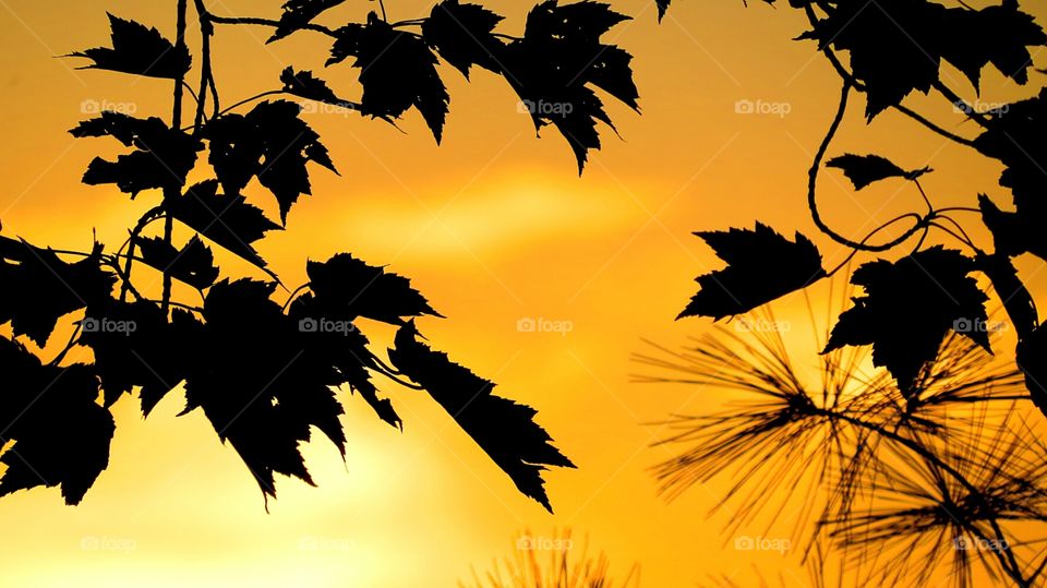 Silhouette from setting sun