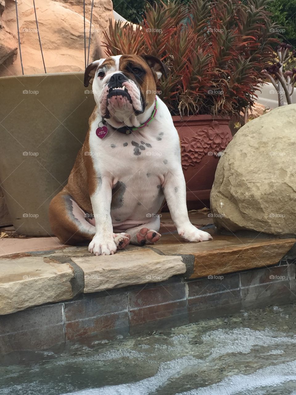 Life is hard for a bulldog