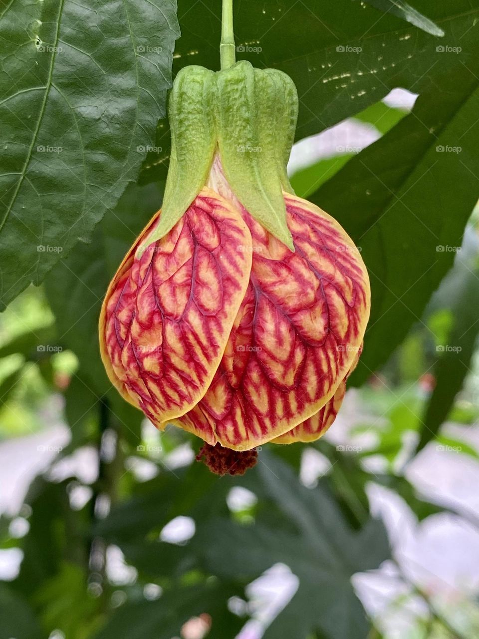 Bright red and yellow flower on a flowering maple tree