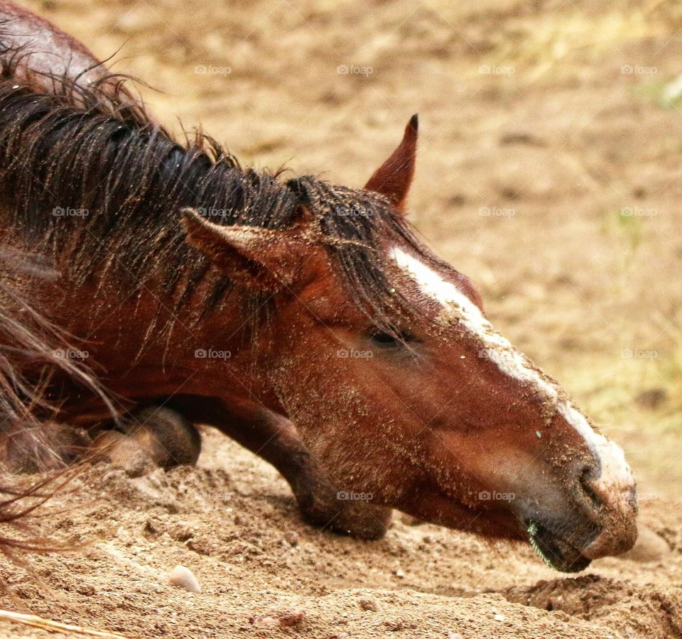 Wild Horse Lying in Wet Sand