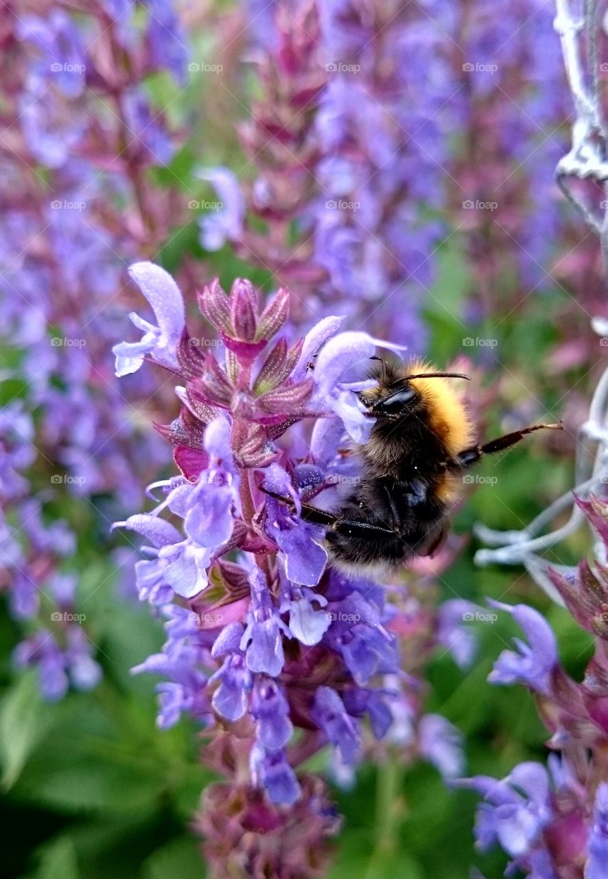 bumble bee saying  hi