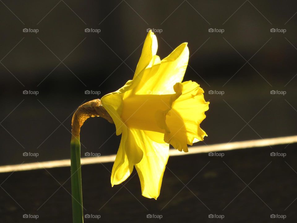 translucent daffodil