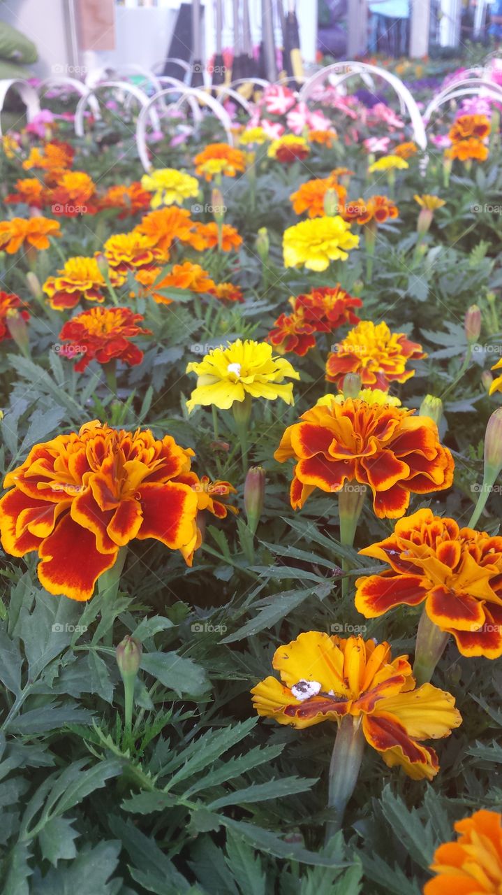 Flower orange color fire color