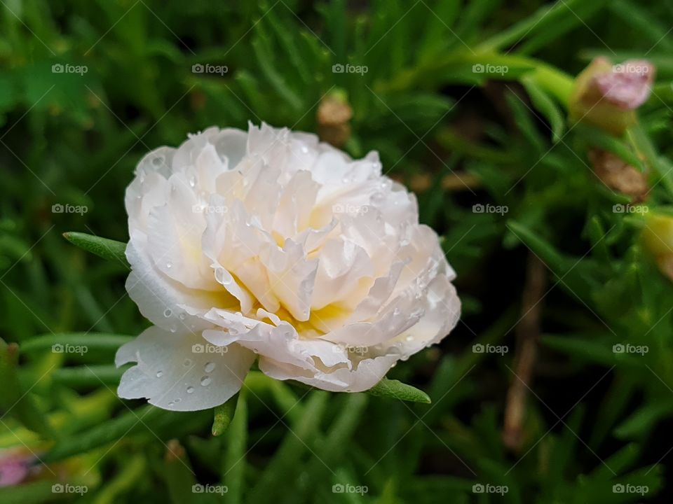 the Portulaca Grandiflora