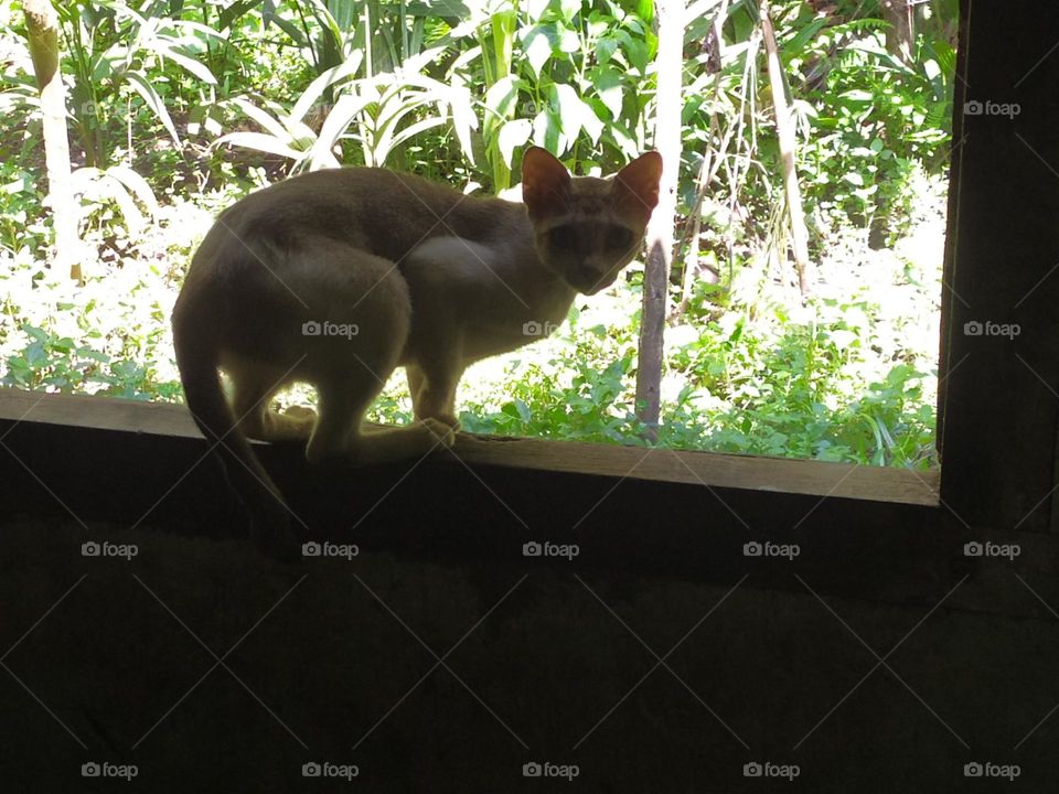 cat is a domestic animal stay with people