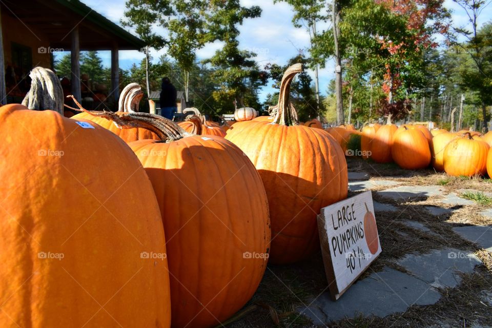 Pumpkin Patch