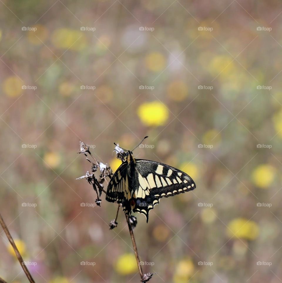 Swallowtail