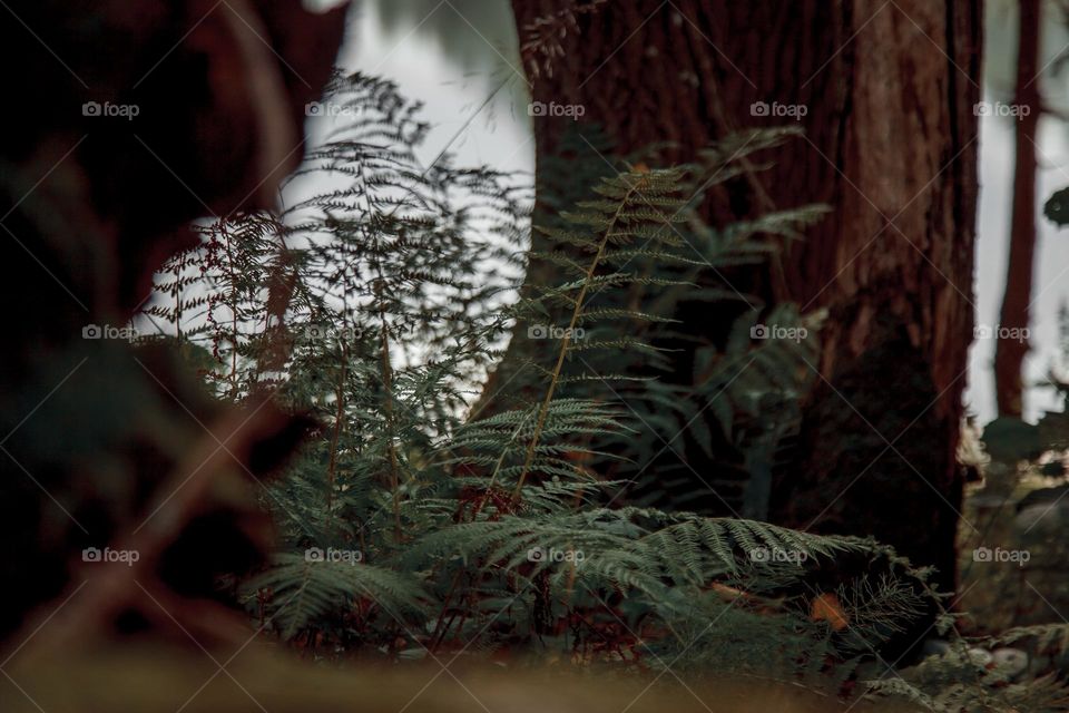 Nature detail outdoor in forest - fern 