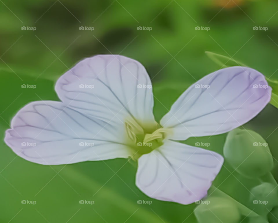 Macro flower with white Petals on green background.