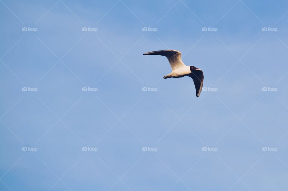 Bird tern