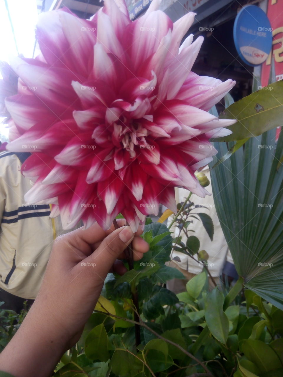 Human hand holding beautiful flower