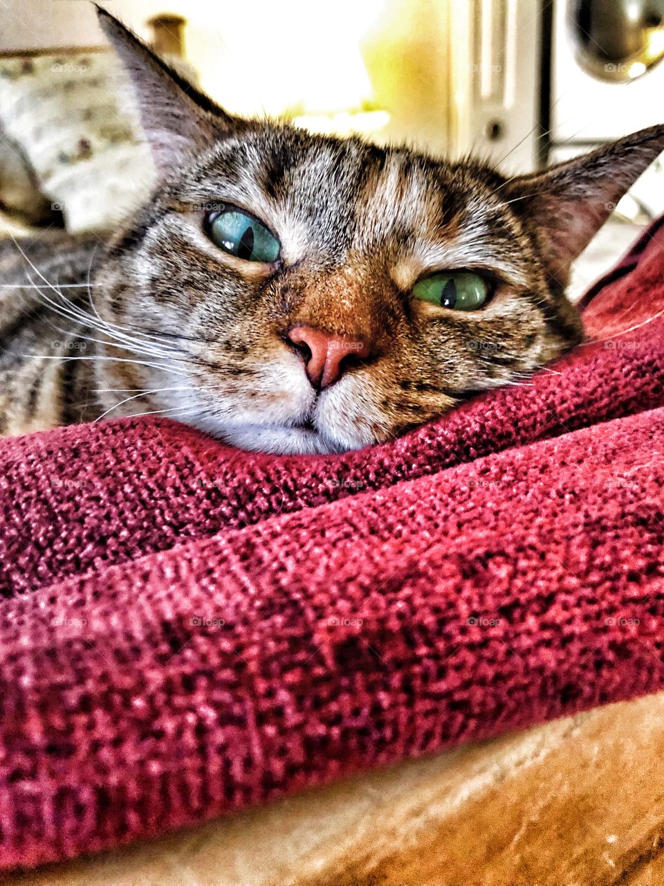 Beautiful green eyed tabby cat resting in a red blanket 
