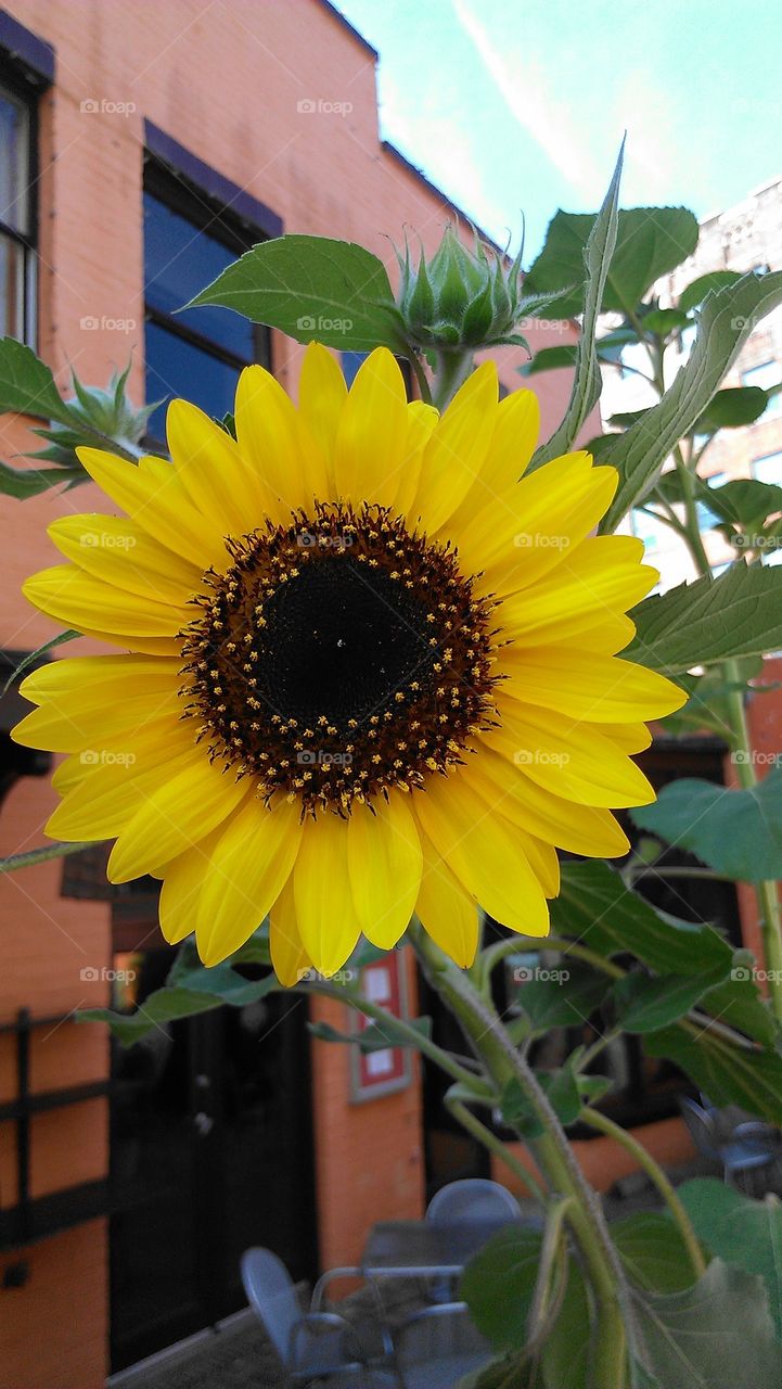 Summertime sunflower