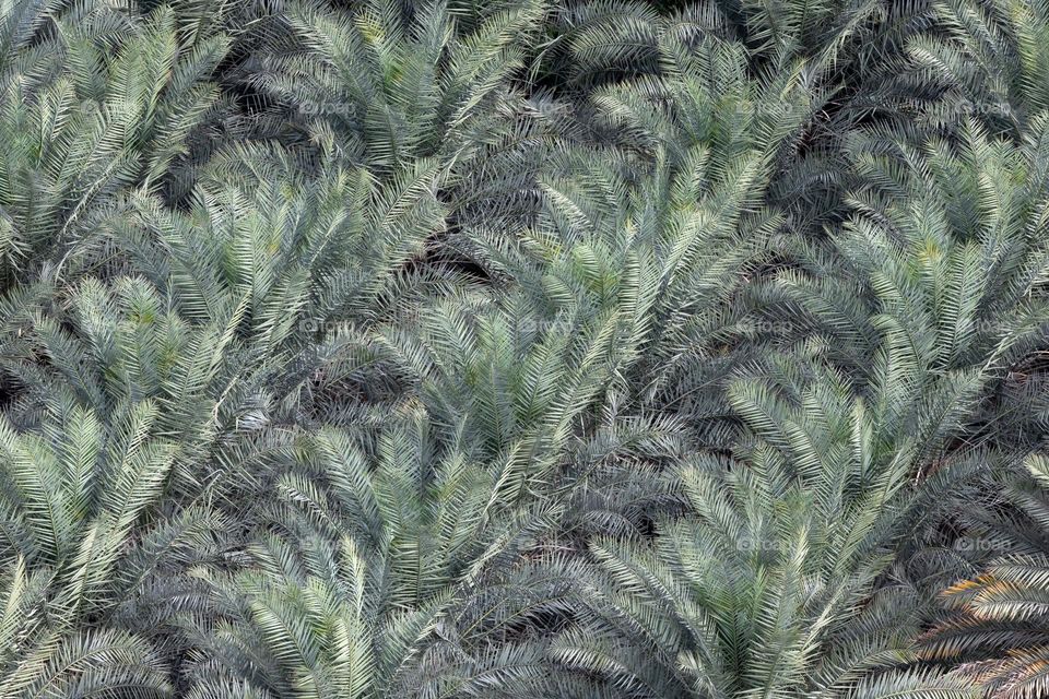 Plants around us, tops of palm tree plantation, natural background