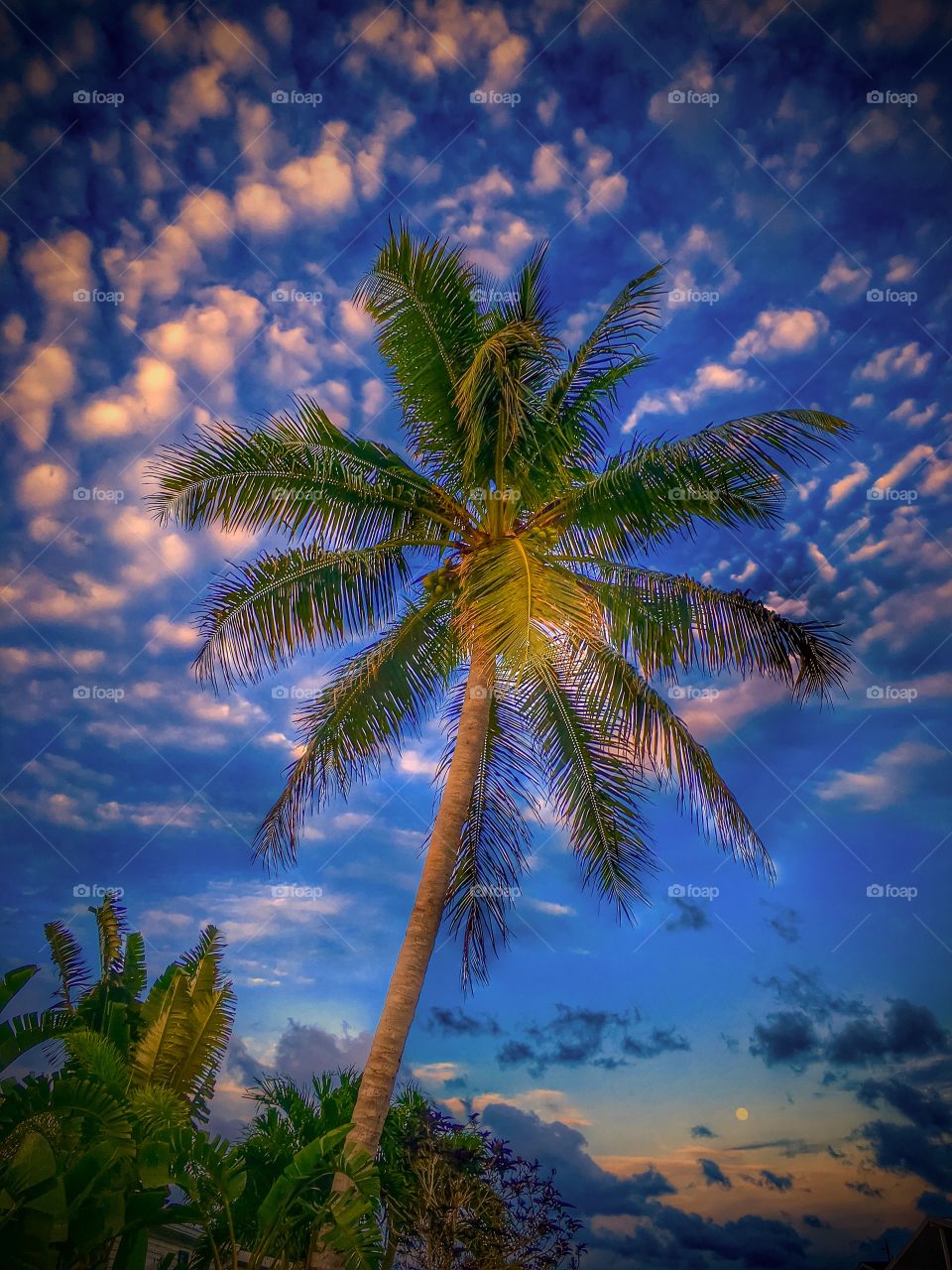 View of palm tree and cloudscape