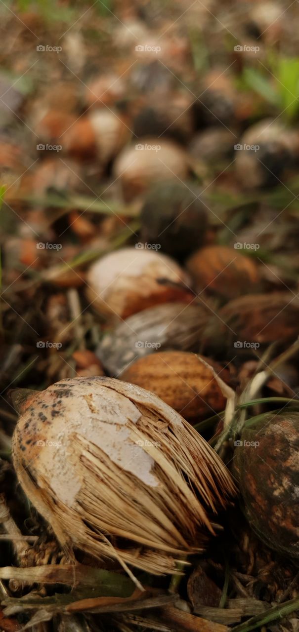 Palm tree seeds fall