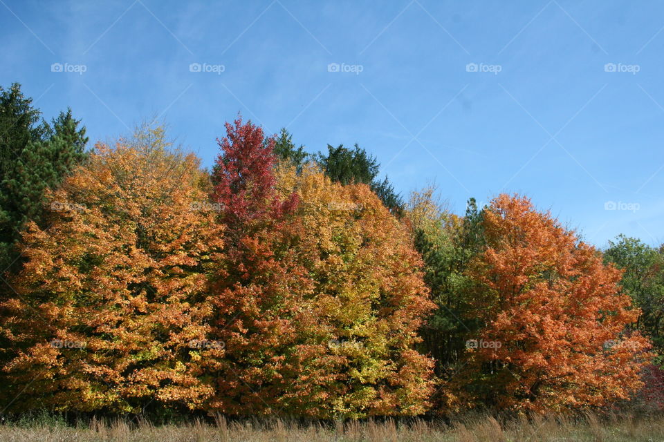 Fall foliage