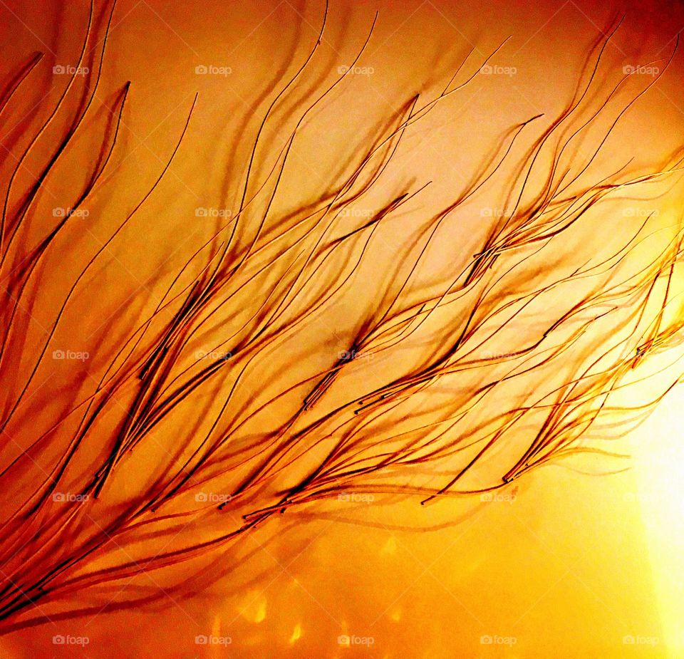 Branches on the wall