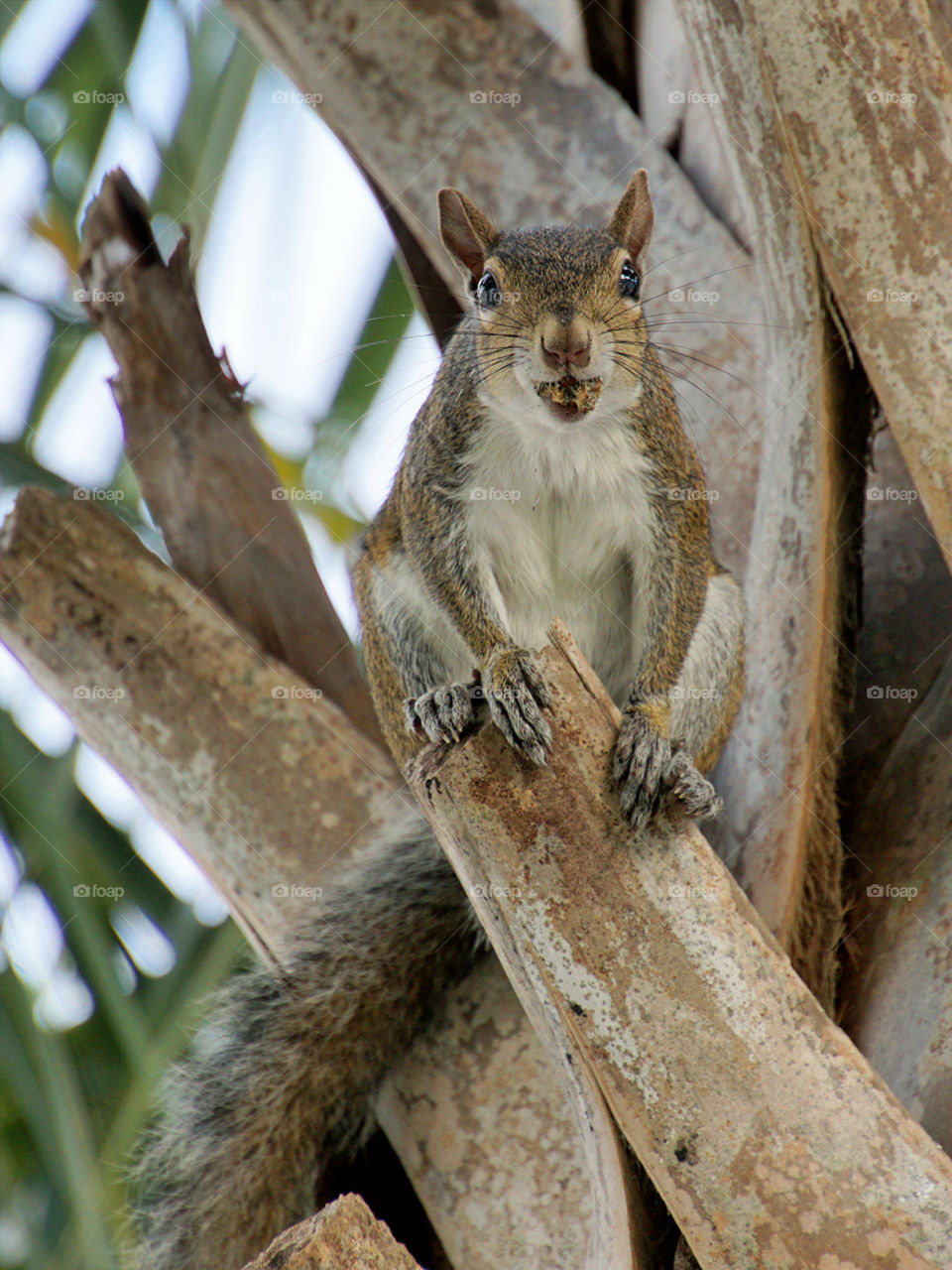 Full Mouth. Grey Squirrel with mouth full of food 