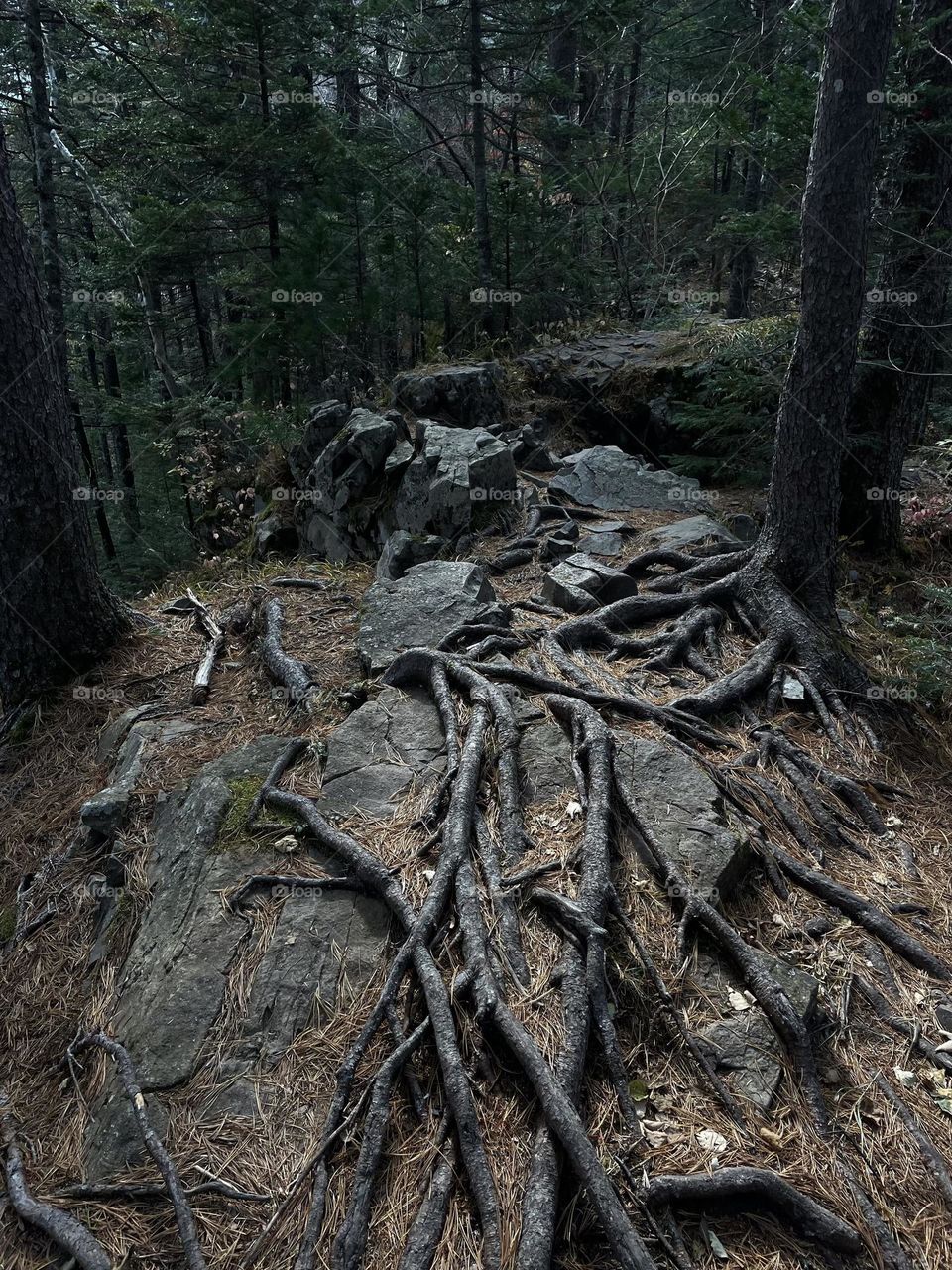 Tree roots