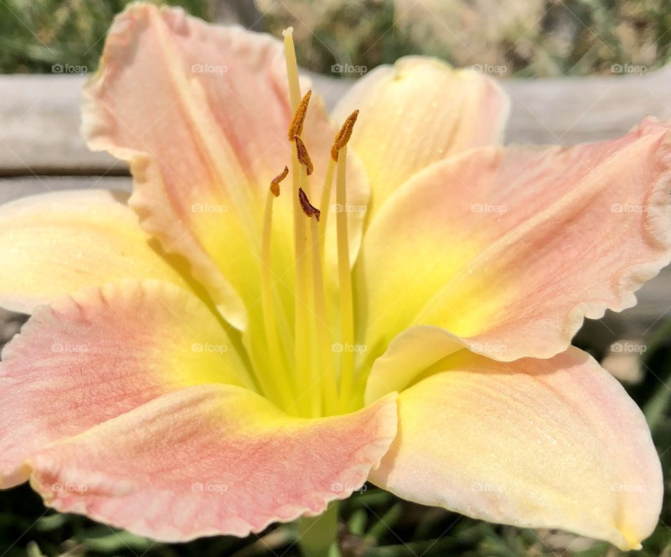 Day Lilly In Pink White And Yellow