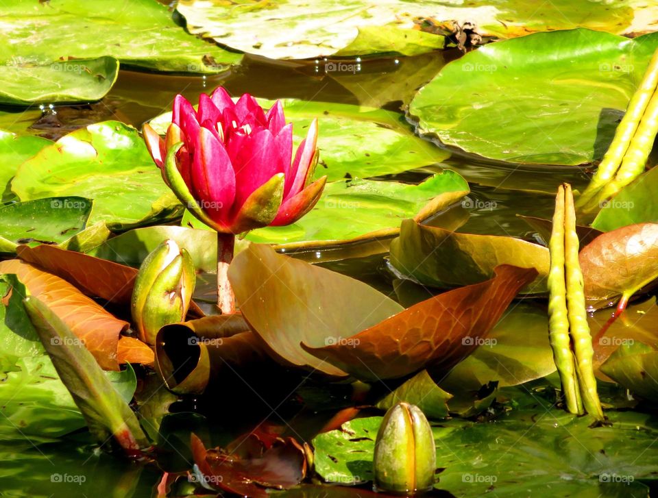 waterlilies