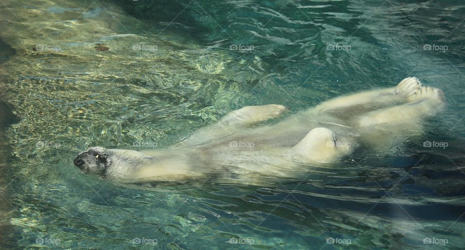 Polar Bear Back Stroke Floater
