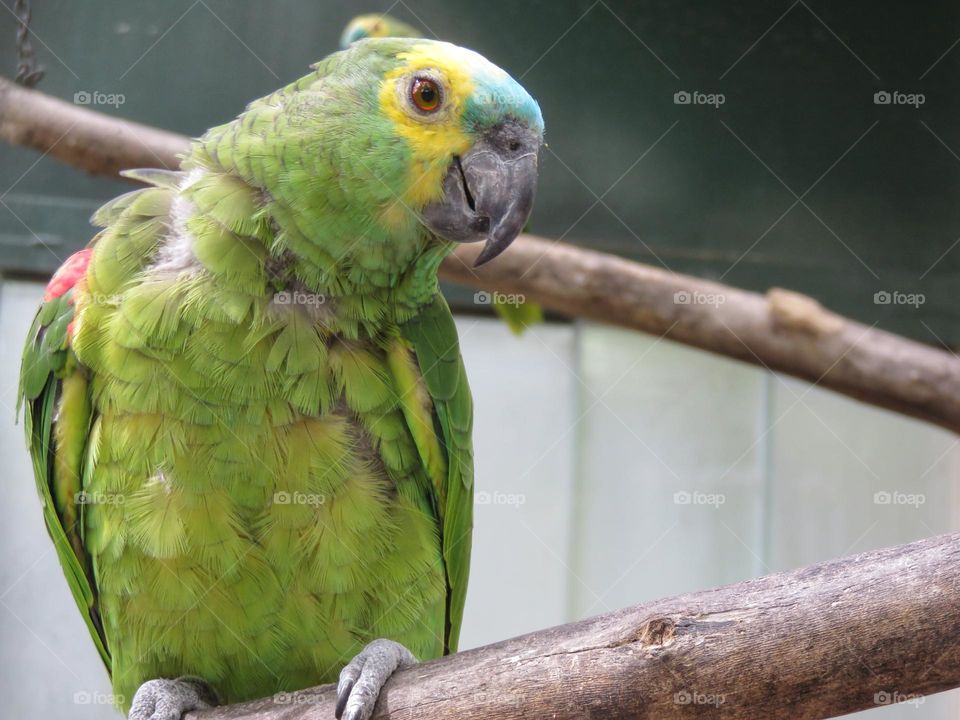 Picture of a parrot Turquoise-fronted amazon